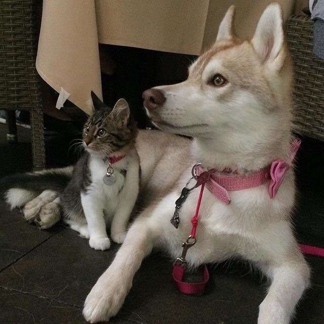 あなたは犬派?ねこ派?