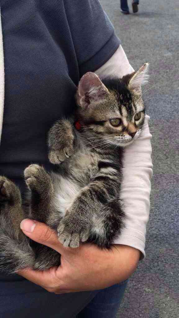 あなたは犬派?ねこ派?