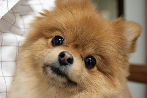 あなたは犬派?ねこ派?