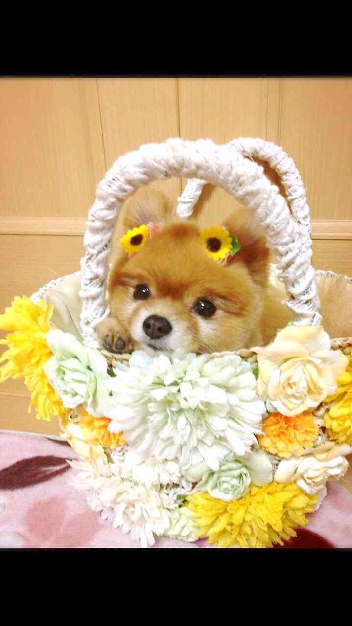 あなたは犬派?ねこ派?