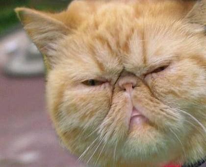 あなたは犬派?ねこ派?