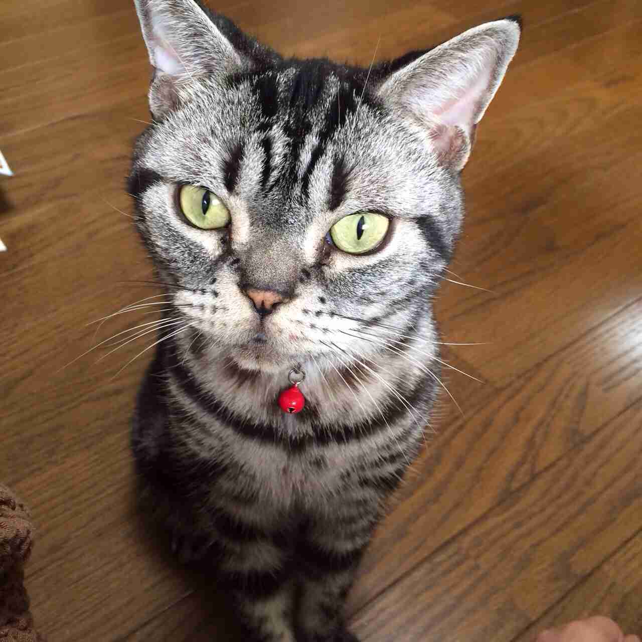 あなたは犬派?ねこ派?
