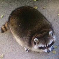 あなたは犬派?ねこ派?