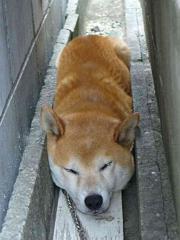 自由に遊べるトピ♡