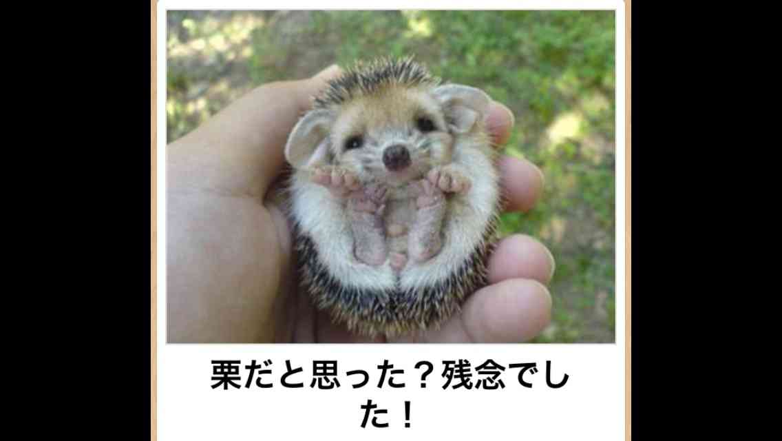 自由に遊べるトピ♡