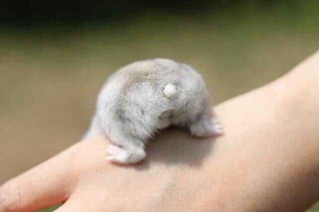自由に遊べるトピ♡