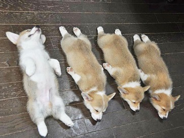 わざとやってる？と聞きたくなるような画像