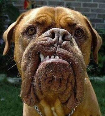 動物に嫌われてるっぽい人