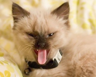 動物に嫌われてるっぽい人