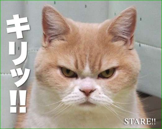 動物に嫌われてるっぽい人