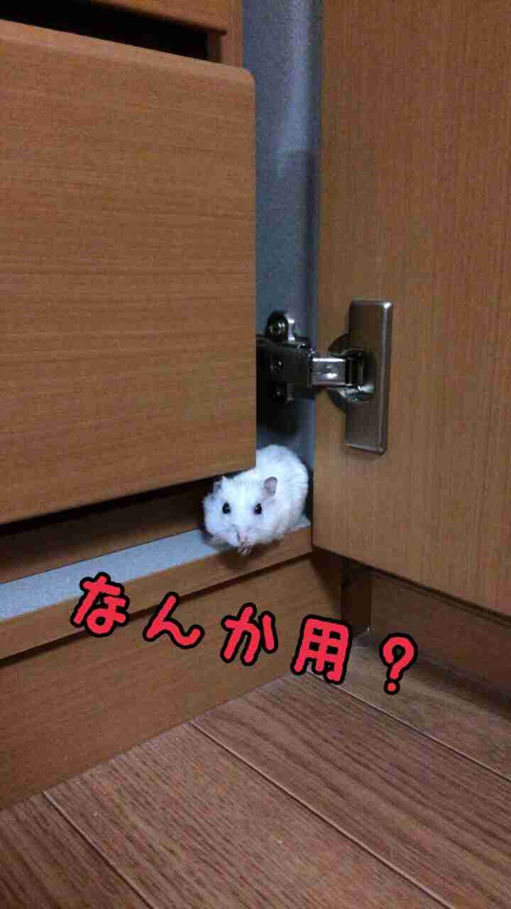 多頭飼いしている人