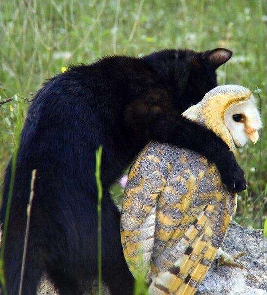 【画像】人間すぎる動物の画像を貼ろう！