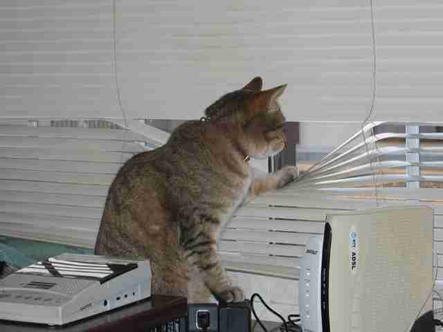 【画像】人間すぎる動物の画像を貼ろう！