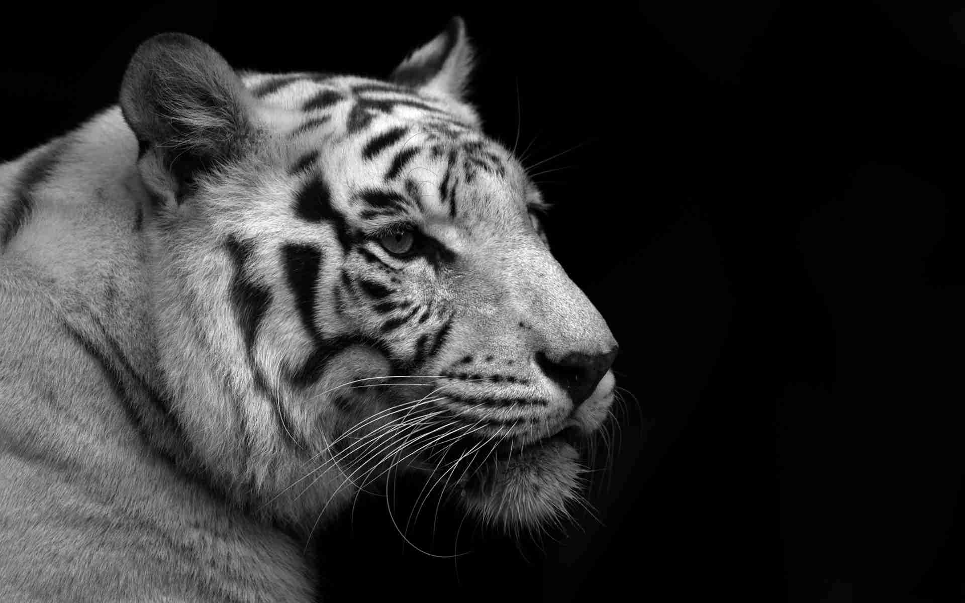 【画像】人間すぎる動物の画像を貼ろう！