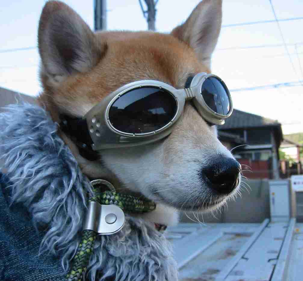 【画像】人間すぎる動物の画像を貼ろう！