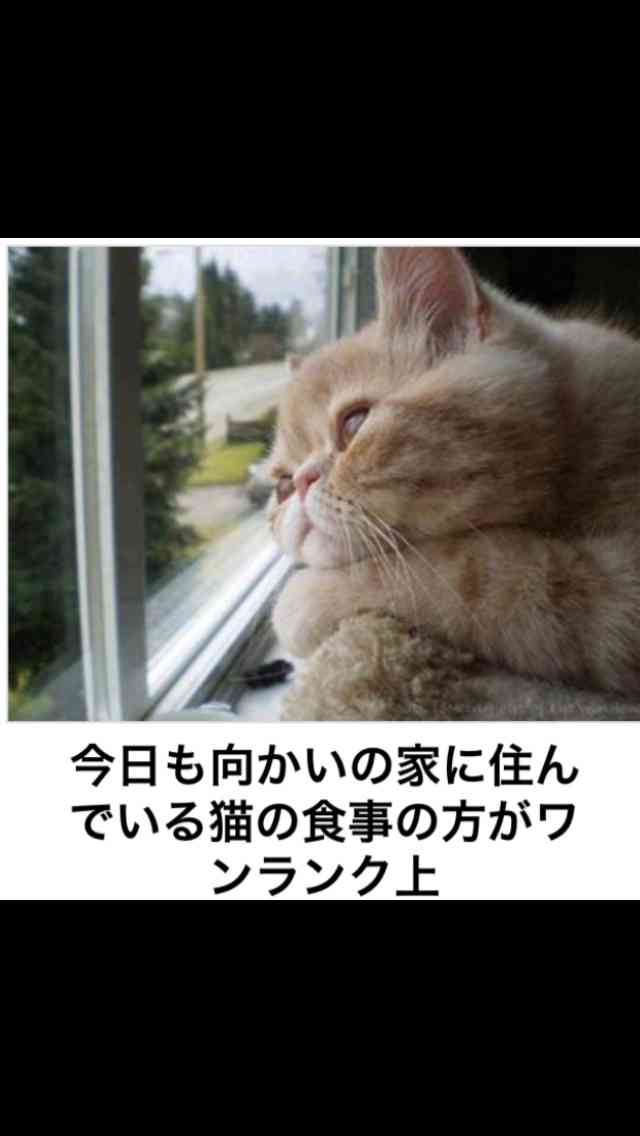 【画像】人間すぎる動物の画像を貼ろう！
