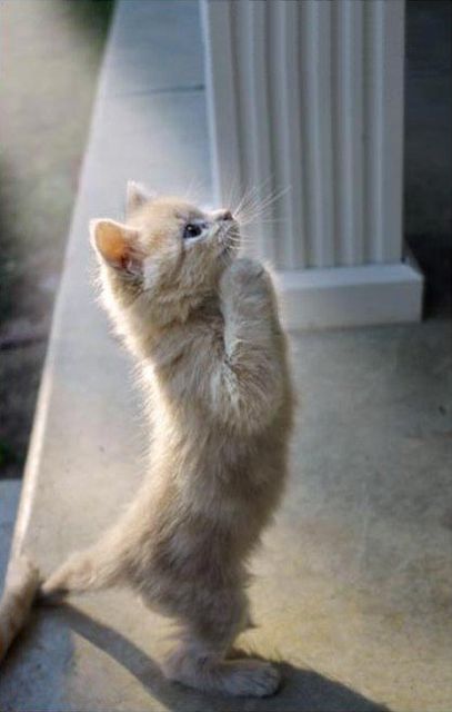 【画像】人間すぎる動物の画像を貼ろう！