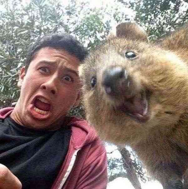 【画像】人間すぎる動物の画像を貼ろう！