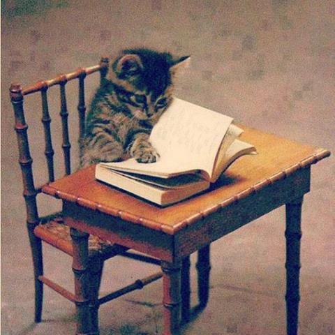 【画像】人間すぎる動物の画像を貼ろう！
