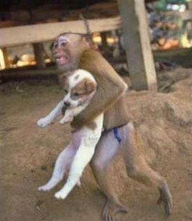 【画像】人間すぎる動物の画像を貼ろう！