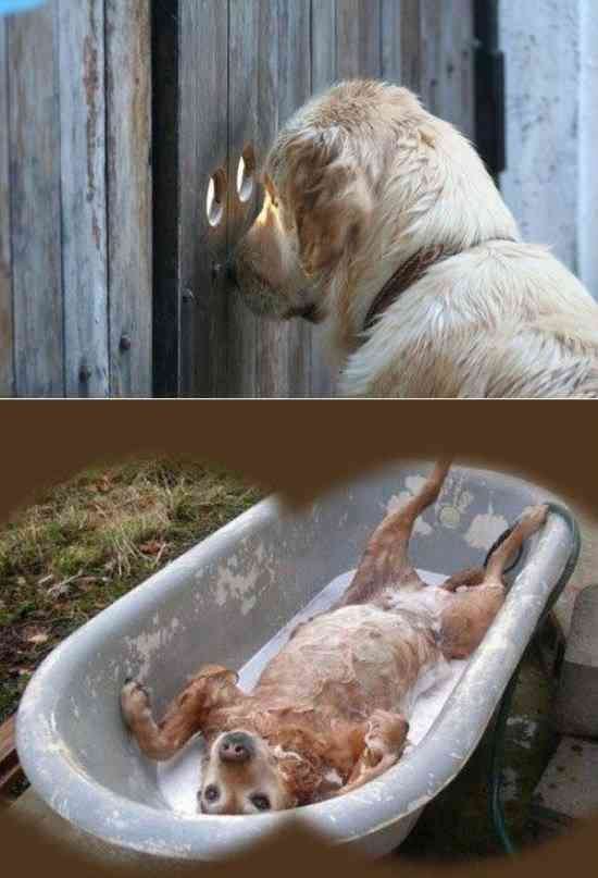【画像】人間すぎる動物の画像を貼ろう！