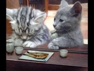【画像】人間すぎる動物の画像を貼ろう！