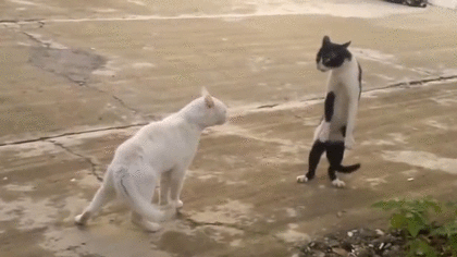 【画像】人間すぎる動物の画像を貼ろう！