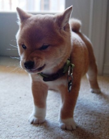 【画像】人間すぎる動物の画像を貼ろう！