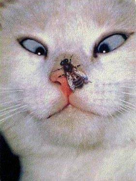 【画像】人間すぎる動物の画像を貼ろう！