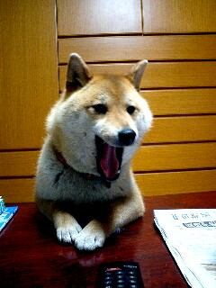 【画像】人間すぎる動物の画像を貼ろう！