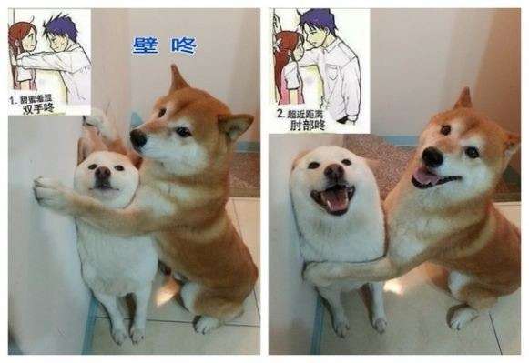 【画像】人間すぎる動物の画像を貼ろう！
