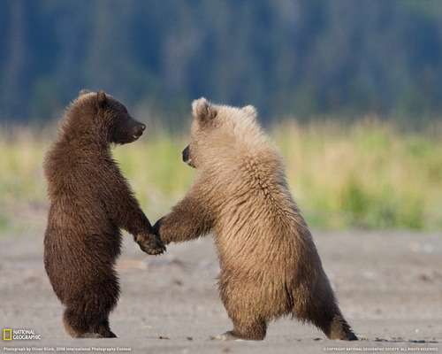 【画像】人間すぎる動物の画像を貼ろう！