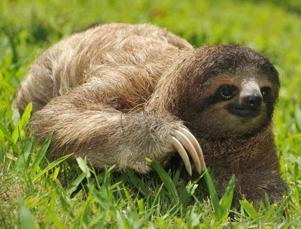 【画像】人間すぎる動物の画像を貼ろう！