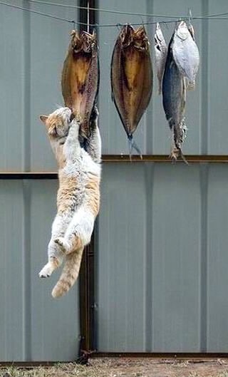 【画像】人間すぎる動物の画像を貼ろう！