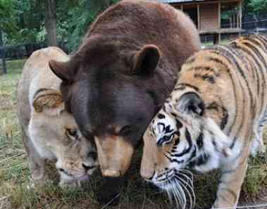 【画像】人間すぎる動物の画像を貼ろう！