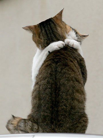 【画像】人間すぎる動物の画像を貼ろう！