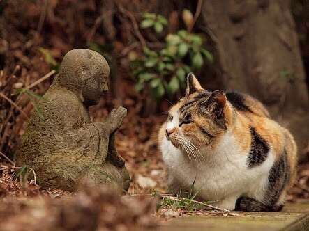 【画像】人間すぎる動物の画像を貼ろう！