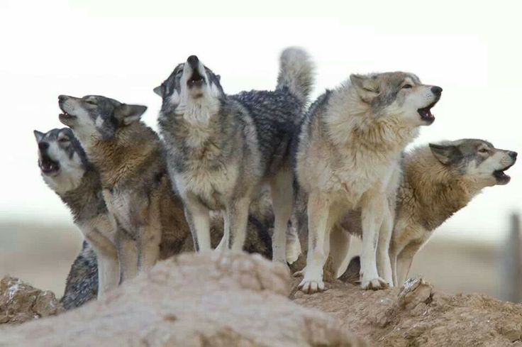 【画像】人間すぎる動物の画像を貼ろう！