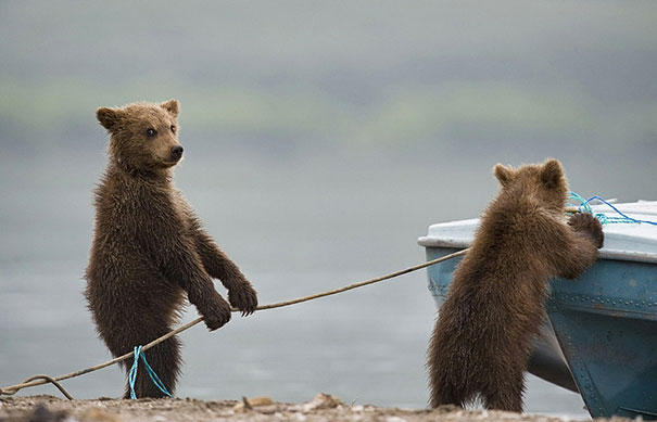 【画像】人間すぎる動物の画像を貼ろう！