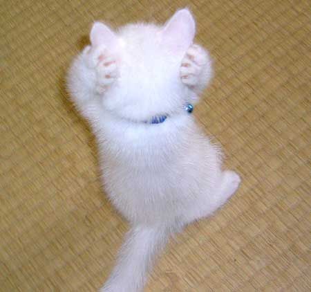 【画像】人間すぎる動物の画像を貼ろう！