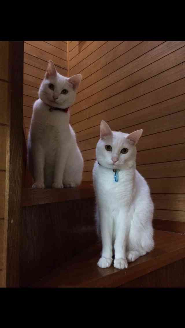 我が家のペットの写真とエピソード