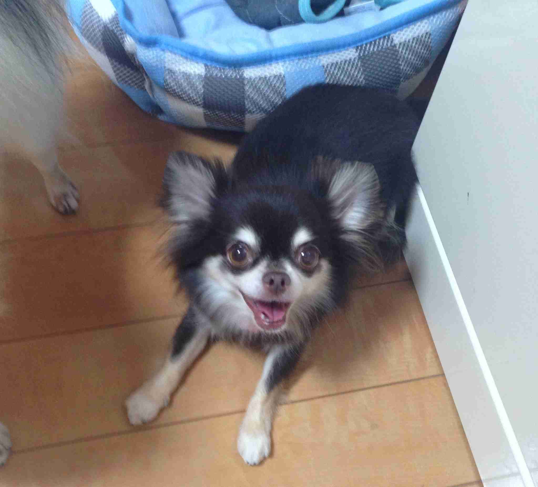 我が家のペットの写真とエピソード