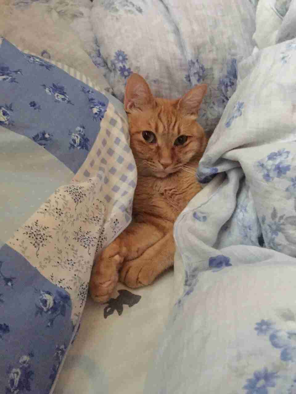 我が家のペットの写真とエピソード