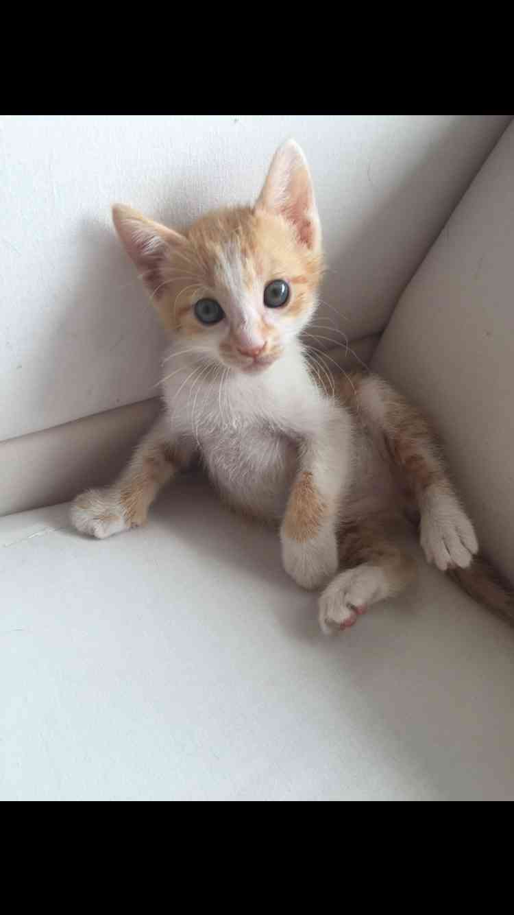 我が家のペットの写真とエピソード