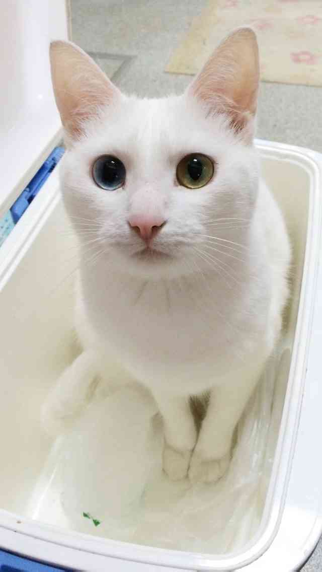 我が家のペットの写真とエピソード