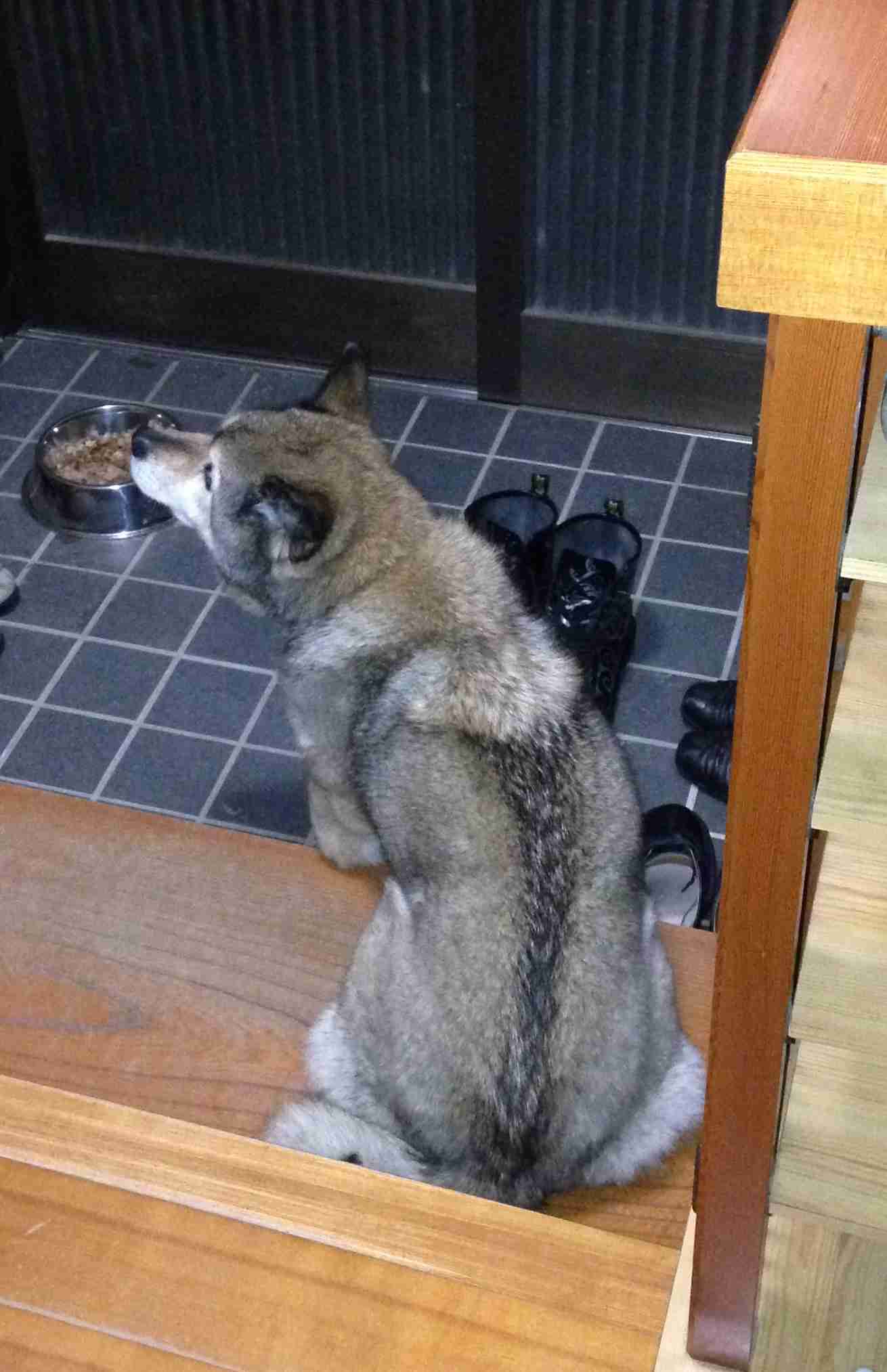 我が家のペットの写真とエピソード