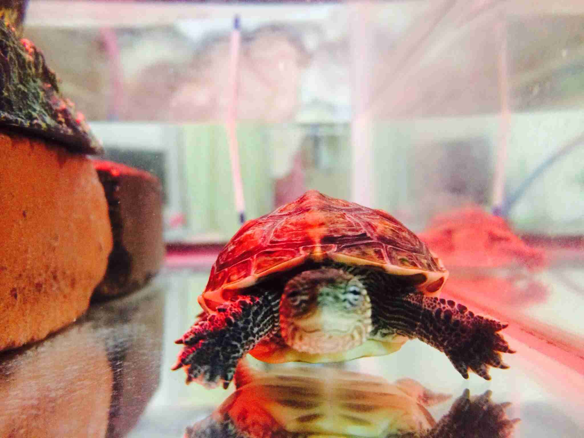 我が家のペットの写真とエピソード
