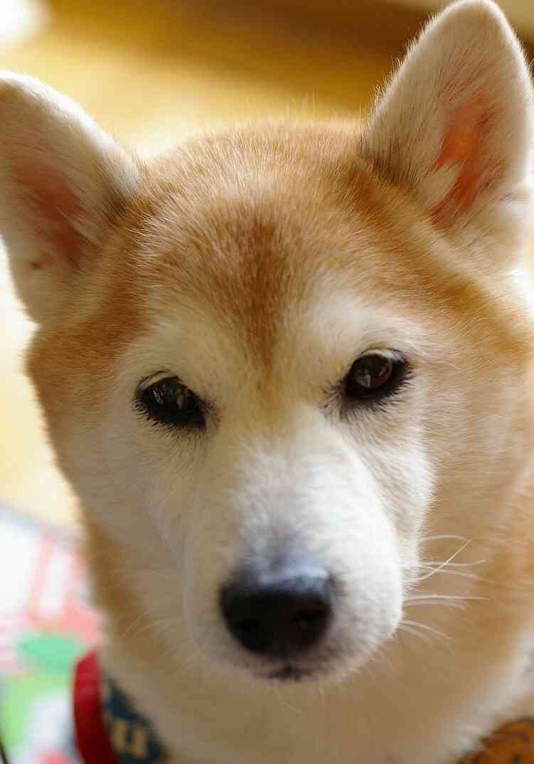 我が家のペットの写真とエピソード