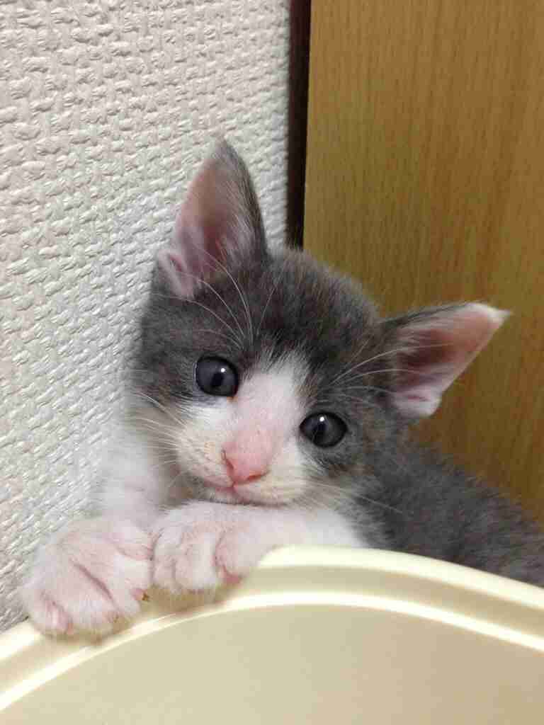 我が家のペットの写真とエピソード