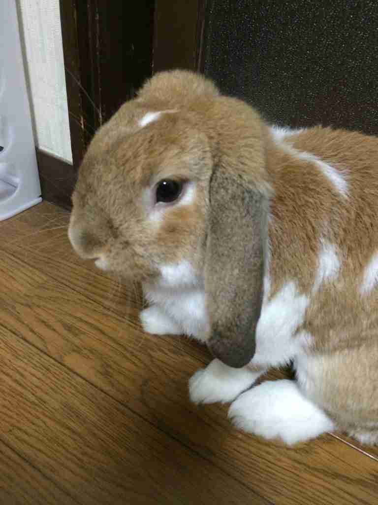 我が家のペットの写真とエピソード